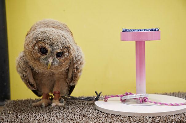 今 注目のペット フクロウ インコ オウム 大きめサイズの鳥と楽しく暮らす 生活を考える My House Palette マイハウスパレット ダイワハウス