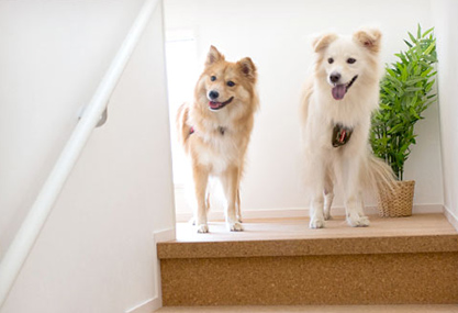 犬と暮らす家がつくりたい Vol 11 堂々完成 犬と快適に暮らすための家 生活を考える My House Palette マイハウスパレット ダイワハウス